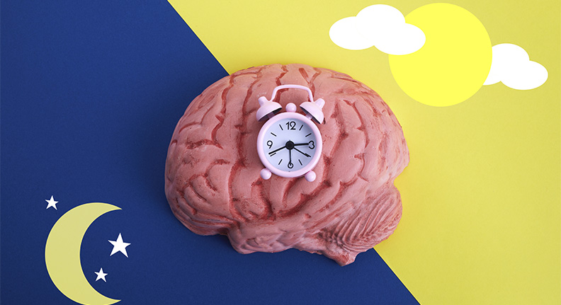 cérebro com um relógio sobre um fundo dividido entre dia e noite, representando o ciclo circadiano