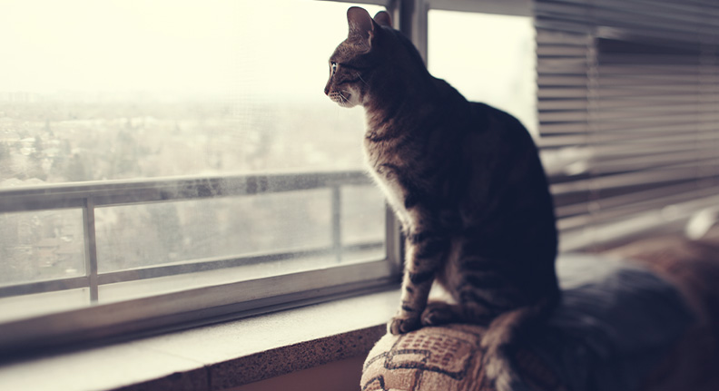 gato sozinho em casa enquanto seu dono trabalha olhando triste pela janela