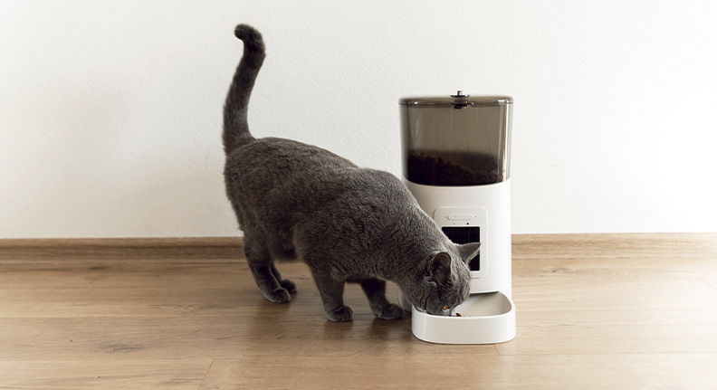 gato comendo em um alimentardor automatizado